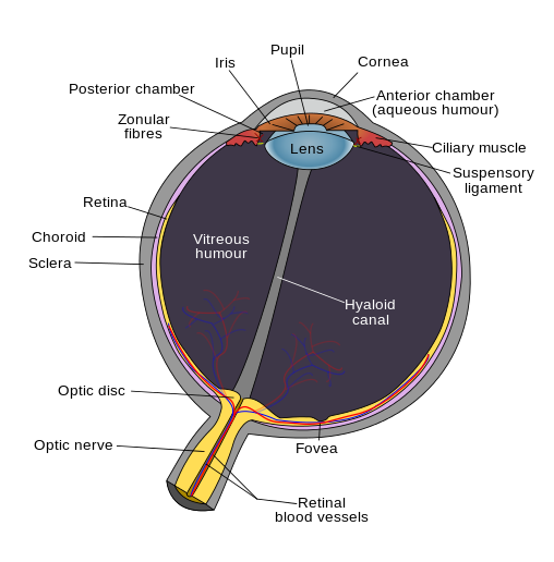 508px-Schematic_diagram_of_the_human_eye_en_svg