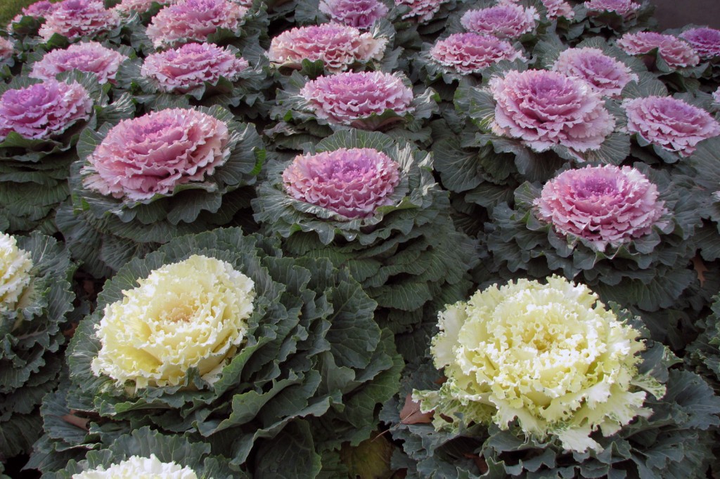 Ornamental_Kale